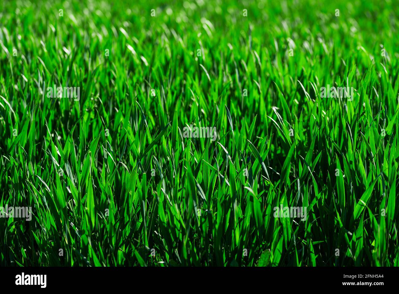 Vollformat-Nahaufnahme von üppigem grünem Gras, Naturhintergrund Stockfoto