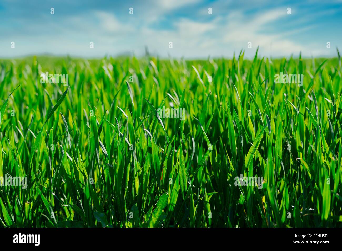 Nahaufnahme von üppig grünen Pflanzen, die auf dem Feld vor blauem Himmel wachsen, Naturhintergrund Stockfoto