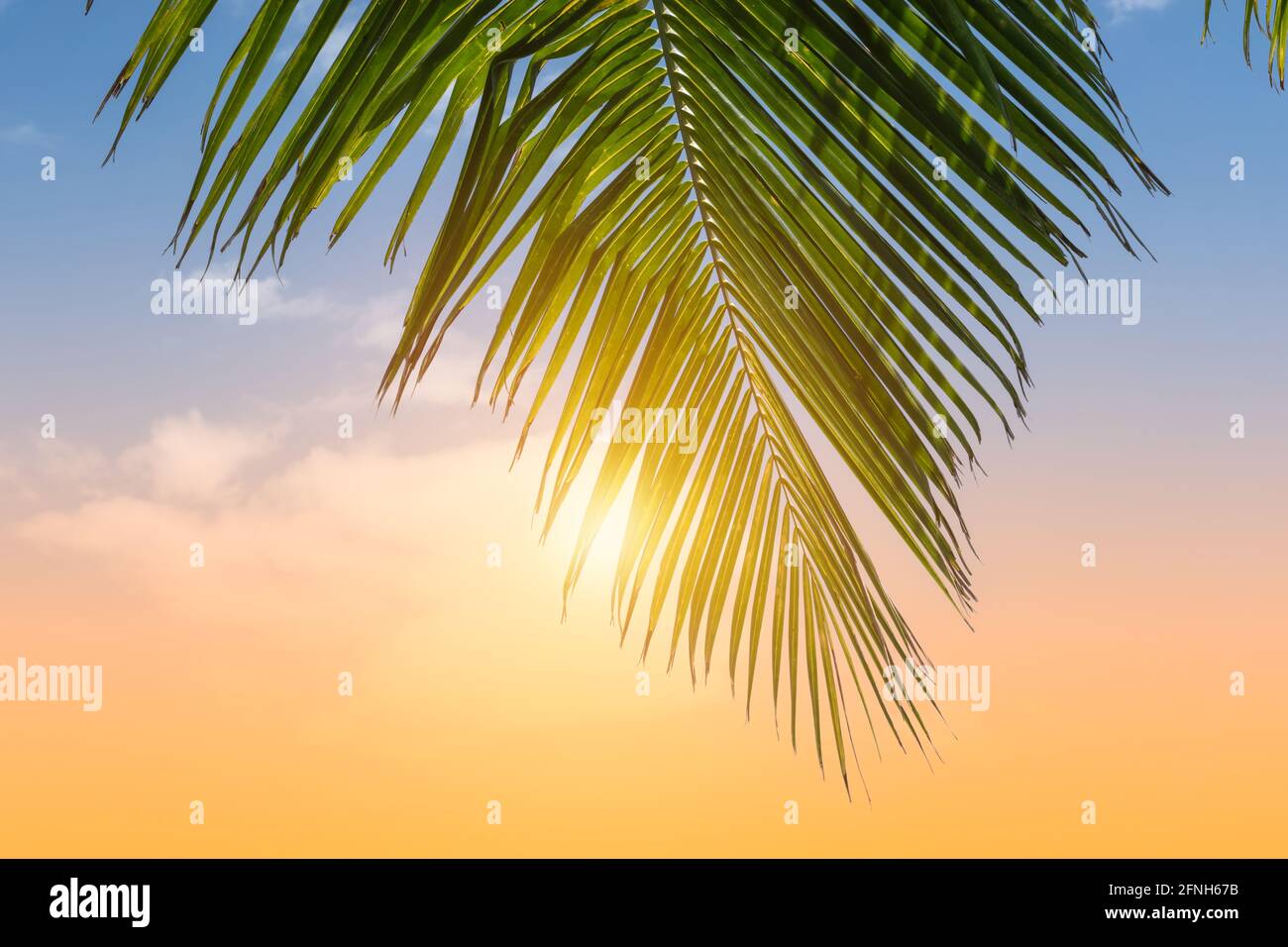 Palmblatt gegen sonnigen Himmel. Stockfoto