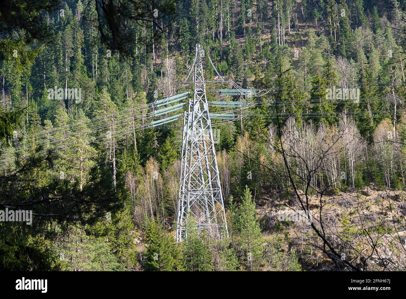 Hochspannungsleitungen neben Nadelbäumen in den Bergen Stockfoto