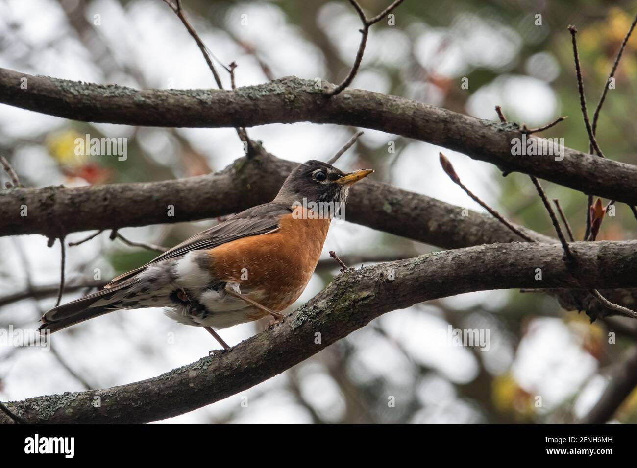 American Robin in Springtime in der Niederlassung Stockfoto