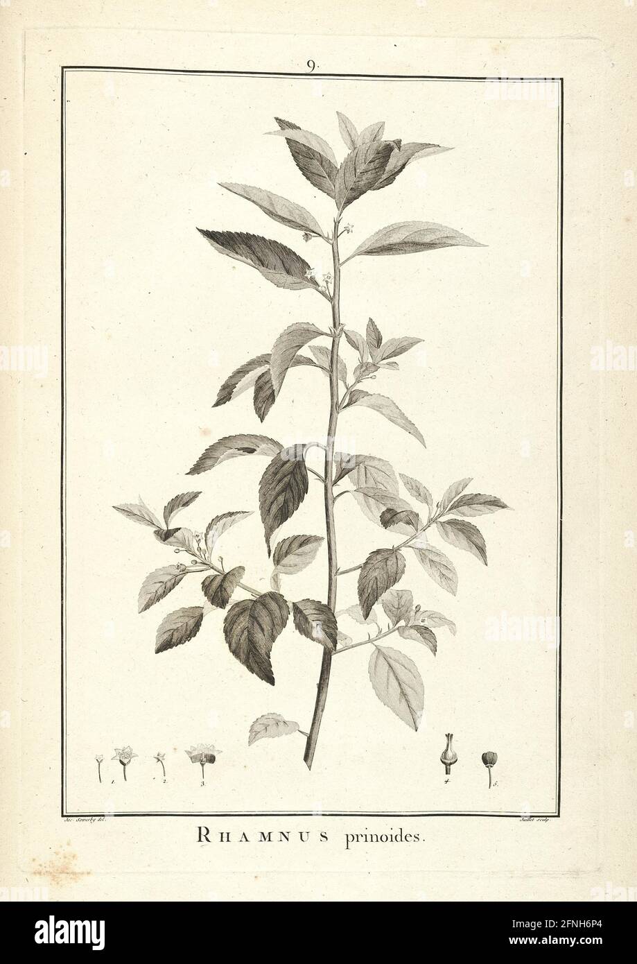 Ein brillantes Englisch, oder, seltener Pflanzen, die in den Gärten von  London, vor allem im Gartenbereich Kewensi entwickelt, um das Jahr 1786 bis  zum Jahr 1787 sollte aus London beobachtet werden: Peter