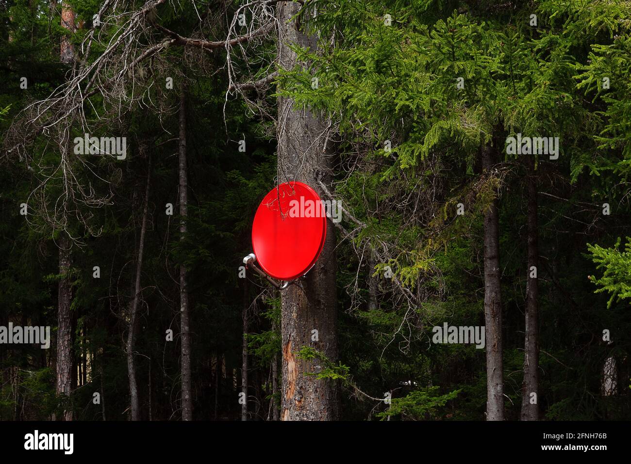 Home Satellitenschüssel rot auf einem Nadelbaum in installiert Der Wald Stockfoto