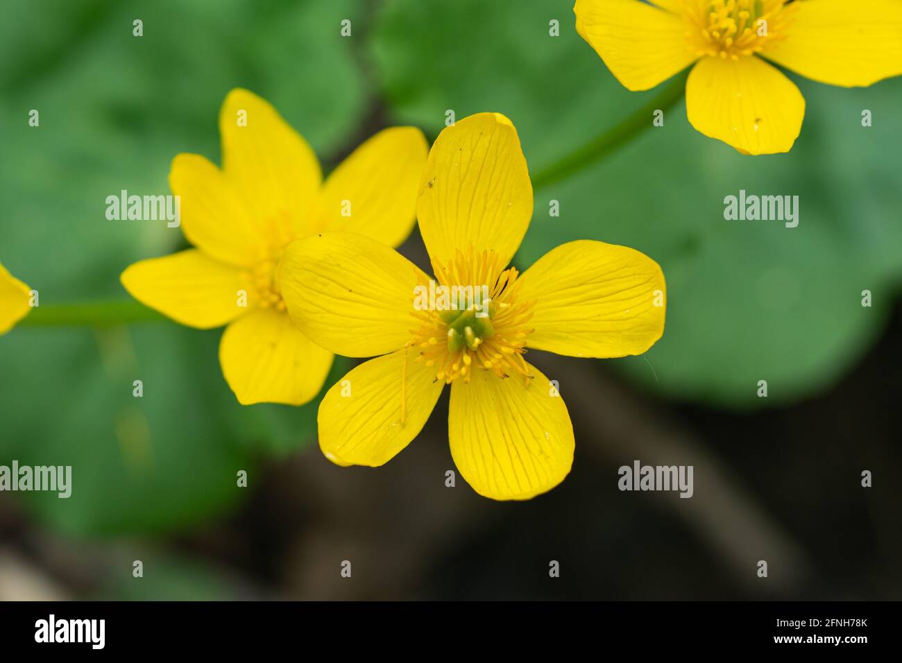 Margelblume blüht im Frühling Stockfoto