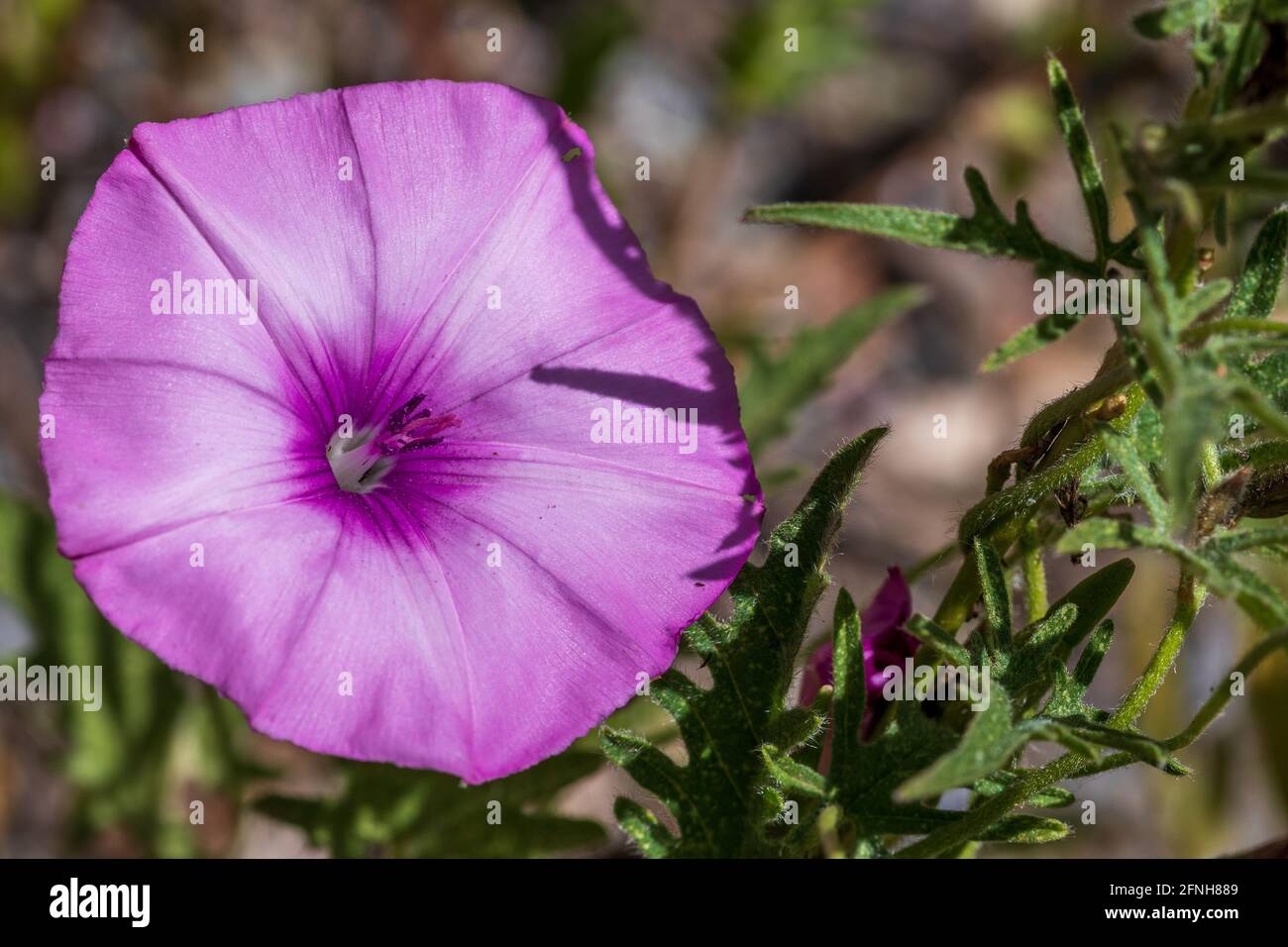 Convolvulus althaeoides, Malve-leaved bindweed Pflanze in Blume Stockfoto