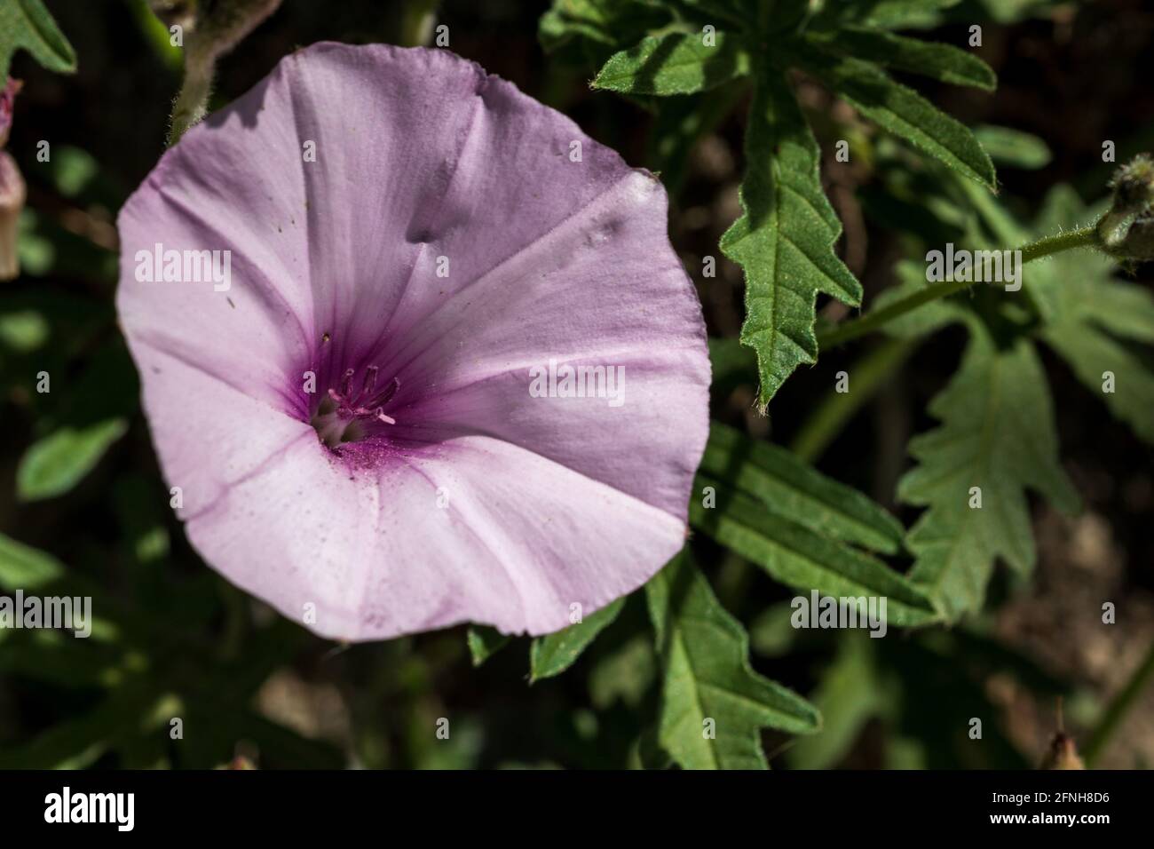 Convolvulus althaeoides, Malve-leaved bindweed Pflanze in Blume Stockfoto