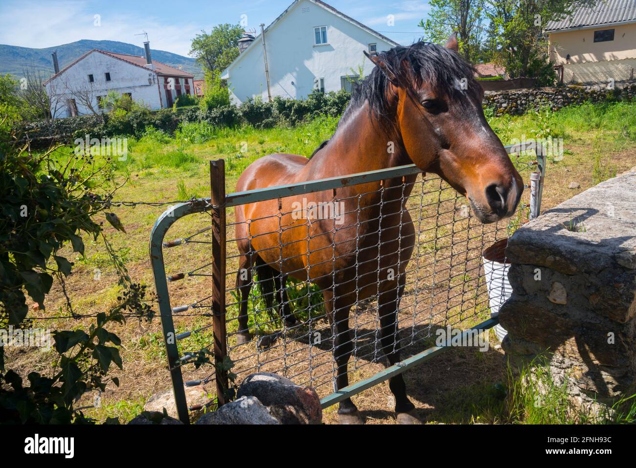 Kastanienpferd auf einer Wiese. Pinilla del Valle, Provinz Madrid, Spanien. Stockfoto
