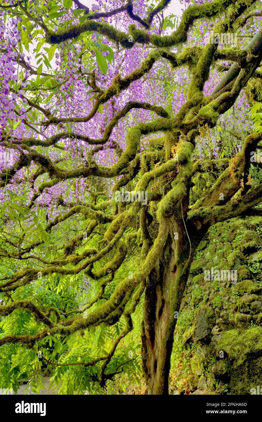 Glyzine (Wisteria floribunda). Die Bischöfe schließen. Portland. Oregon Stockfoto