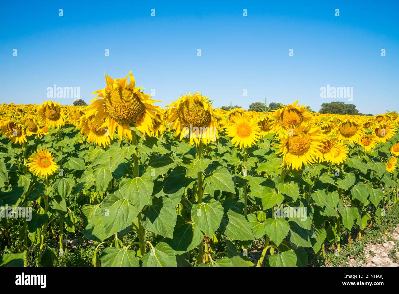 Sonnenblumenfeld. Burgos, Spanien. Stockfoto