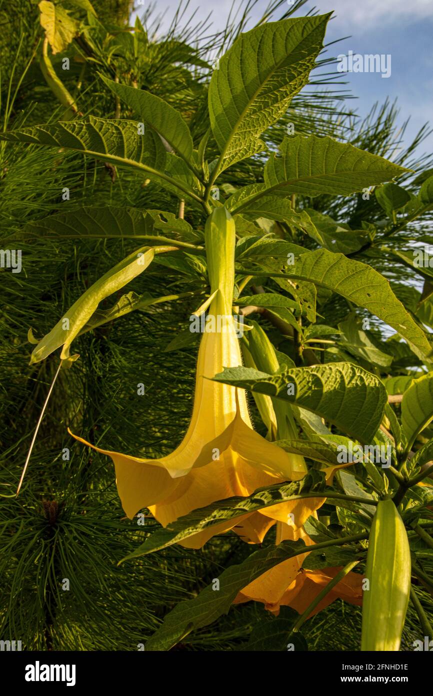 Eine wunderschöne Nahaufnahme einer Landschaft, die die gelb gefärbte Brugmansia aurea-Blume der Familie Solanaceae auf einem Baumbestand einfängt. Stockfoto