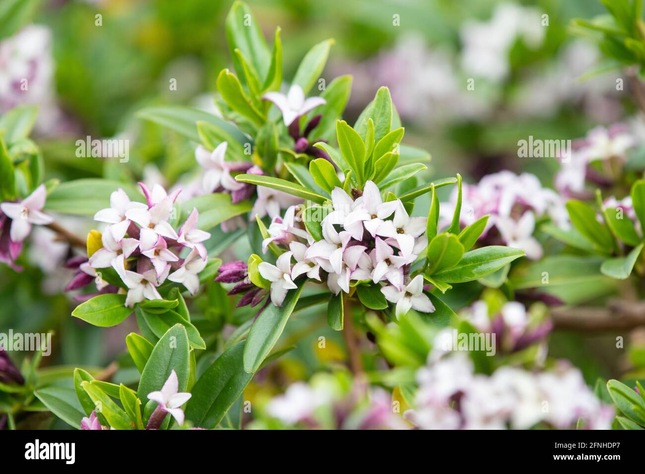 Daphne in Blume - UK Garten Stockfoto