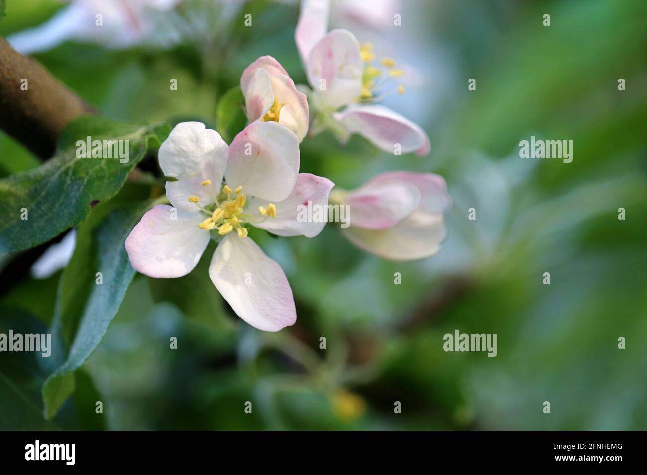 Apfelblüte auf einem Zweig im Frühlingsgarten. Weiße rosa Blüten mit Blättern Stockfoto