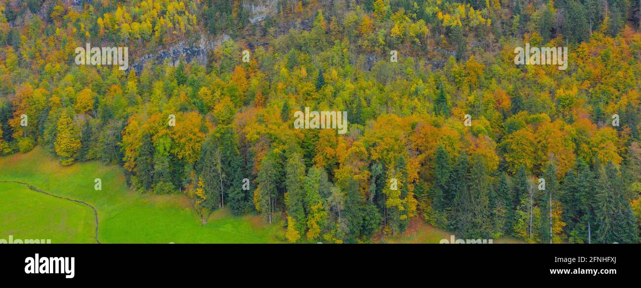 Herbstwald. Luftaufnahme von der Drohne. Stockfoto