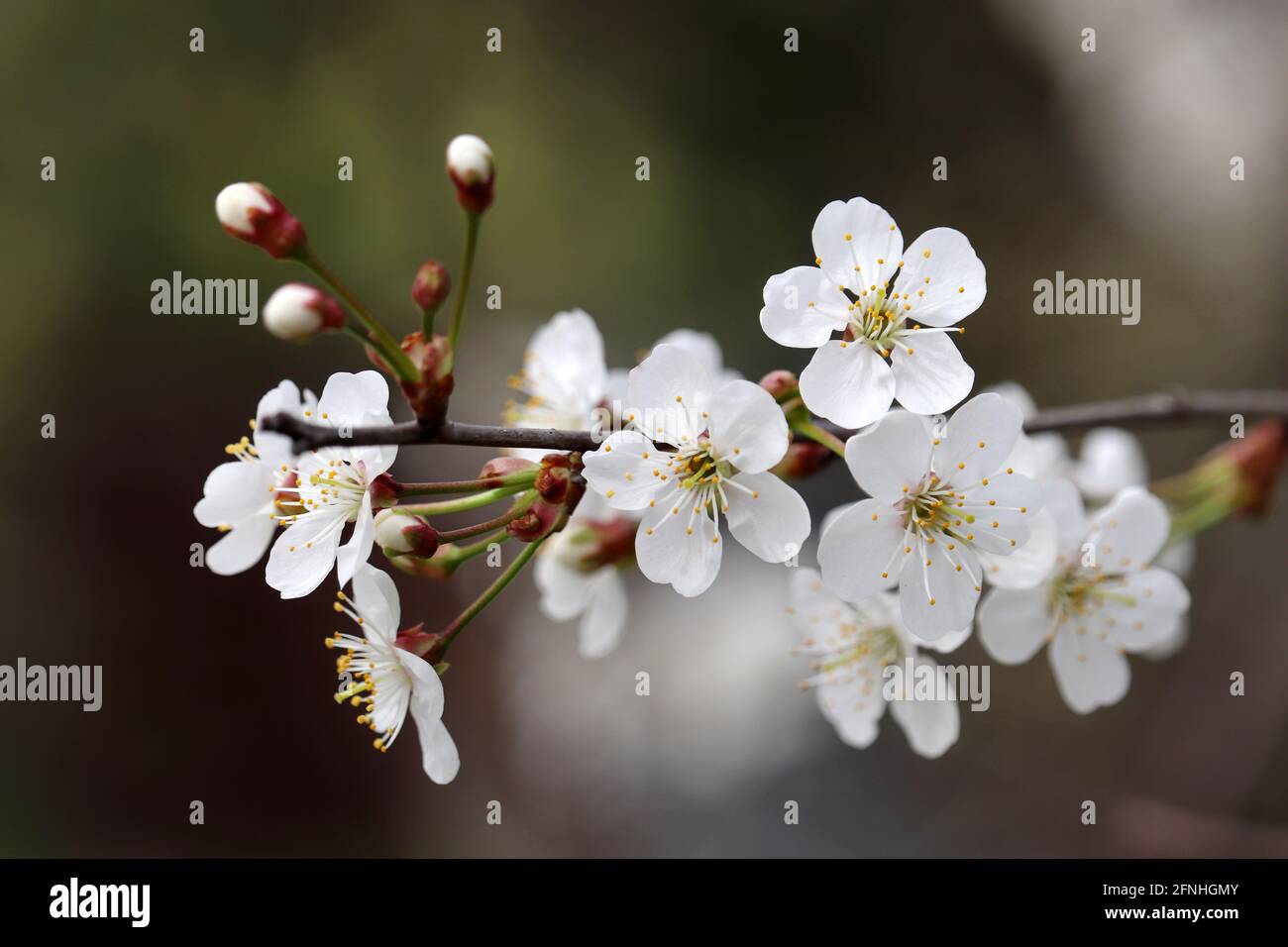 Kirschblüte im Frühlingsgarten auf verschwommenem Hintergrund. Weiße Blüten mit jungen Blättern auf einem Ast Stockfoto