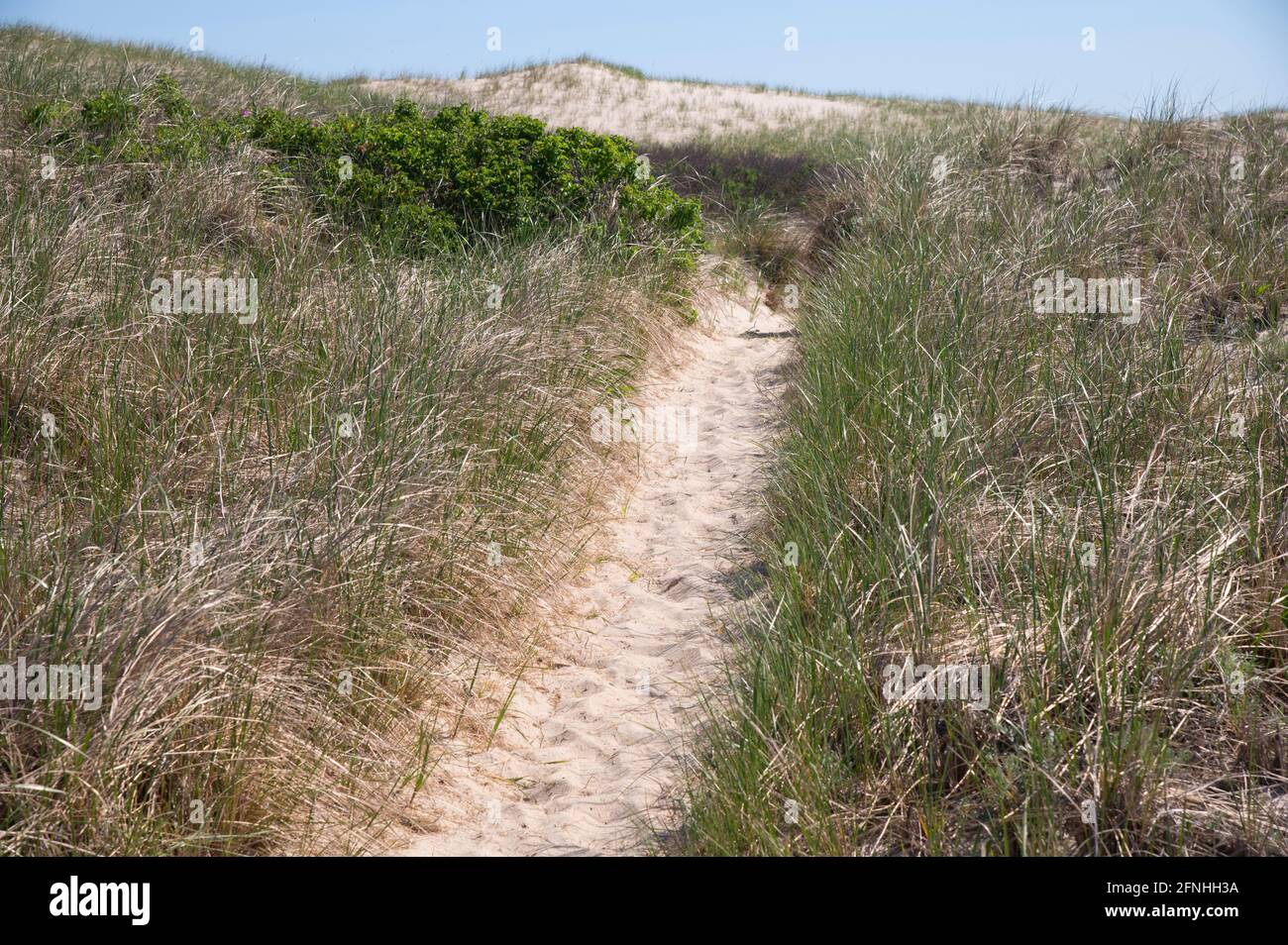 Ein Weg durch die Sanddünen an einem Cape Cod Strand. Massachusetts, USA Stockfoto