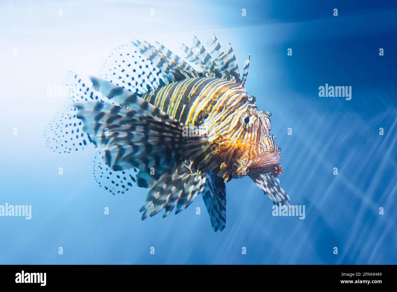 Lionfish schwimmt unter Wasser in warmen tropischen Meeren Stockfoto