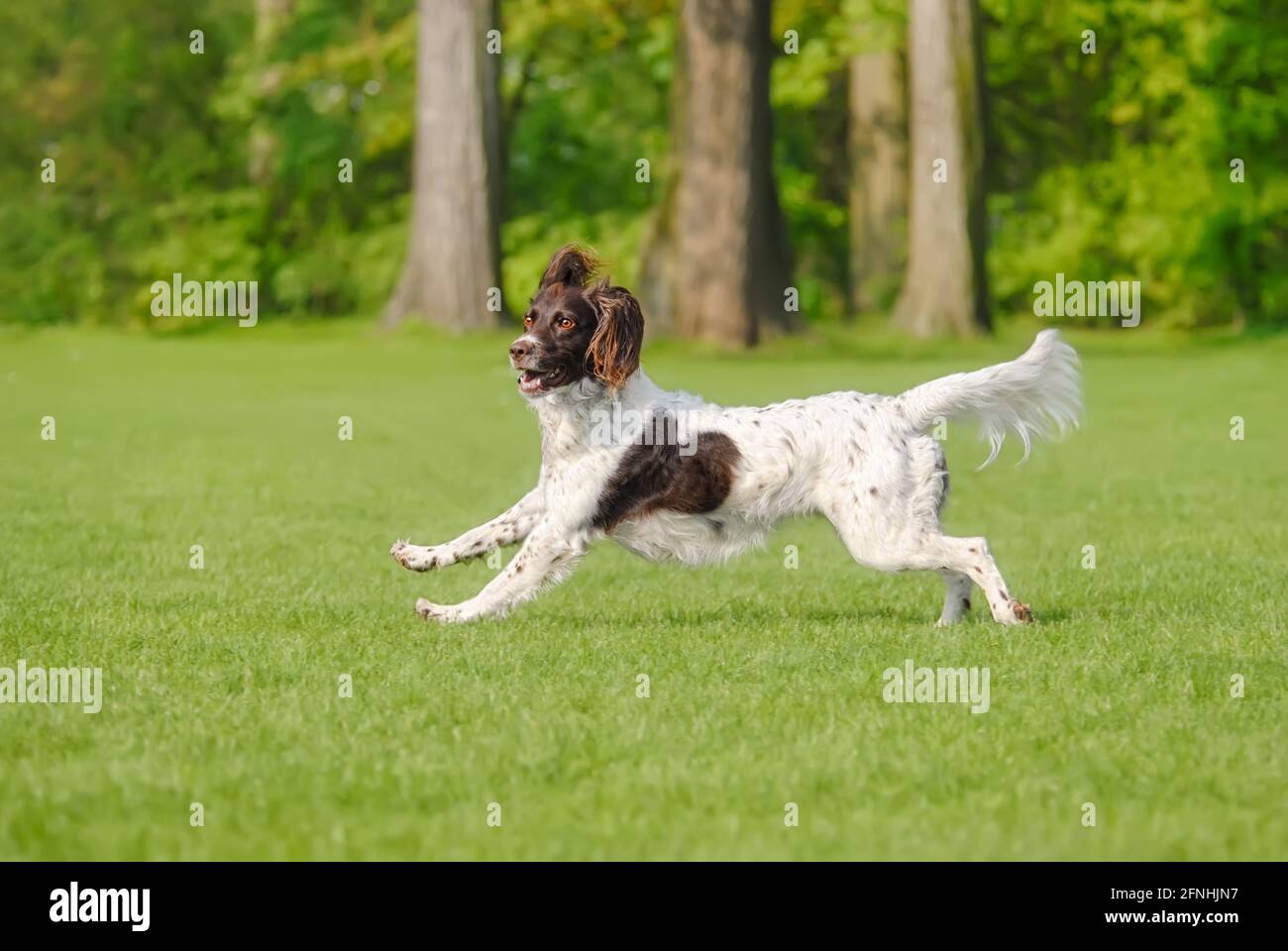 Kleine Münsterländer, eine seltene Hunderasse, weiblich, läuft spielerisch über eine grüne Graswiese, Deutschland Stockfoto