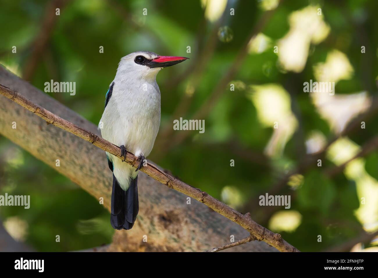 Woodland Kingfisher - Halcyon senegalensis, schöner, colorierter Baumeisfischer aus Wäldern und Wäldern in Afrika südlich der Sahara, See Ziway, et Stockfoto