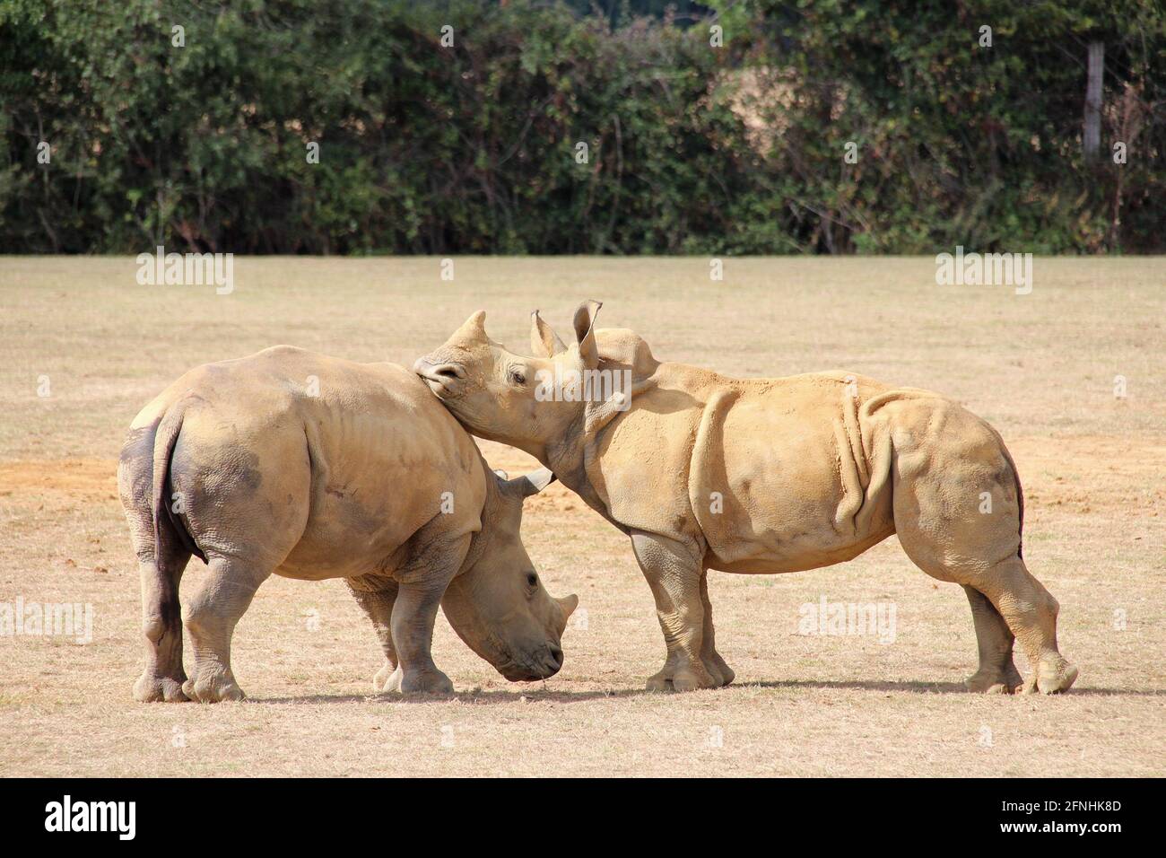 Weißes Nashorn in einem Zoo in frankreich Stockfoto