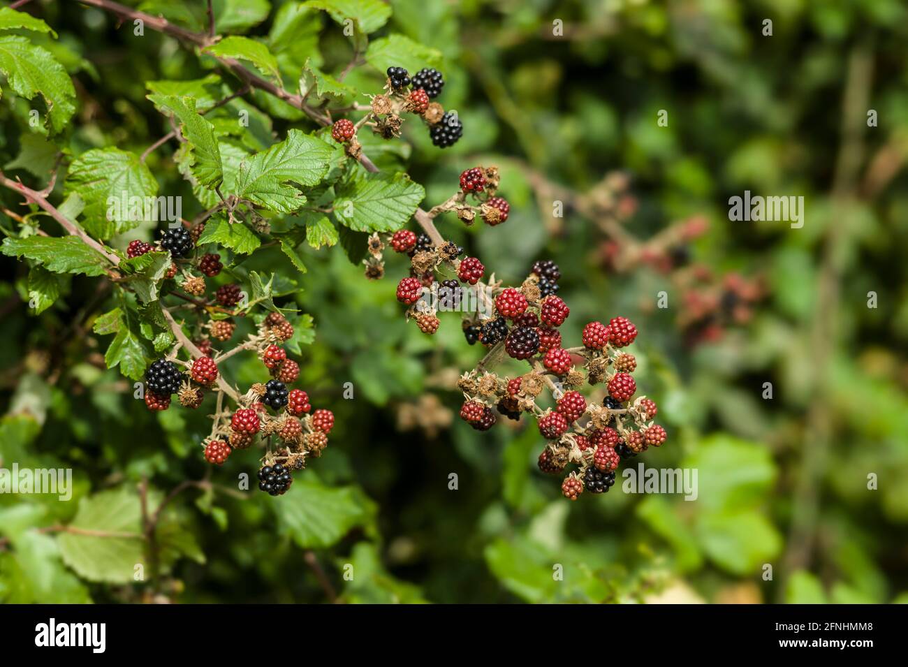 Rote und schwarze wilde Brombeeren Büsche und Zweige auf einem Verschwommenes Grün hinterlässt Hintergrund Stockfoto