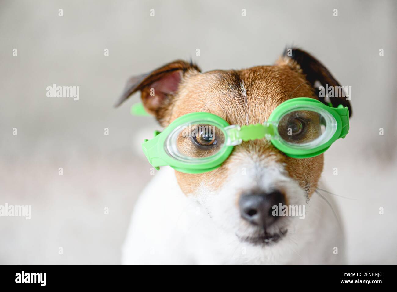 Lustiger Hund mit einer Schwimmbrille, der bereit ist, unter Wasser zu tauchen Pool Stockfoto