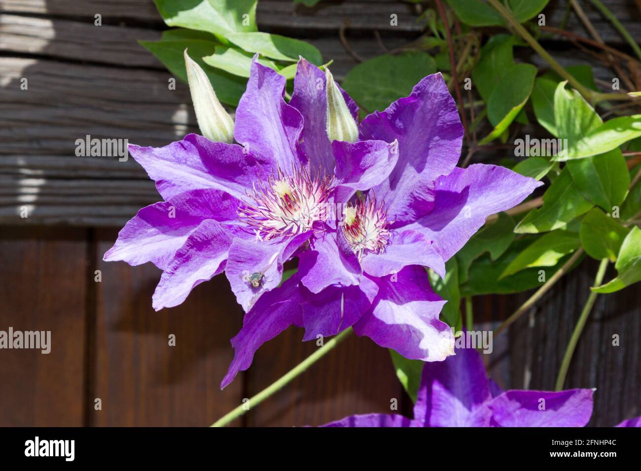 Lila Clematis Blumen Stockfoto