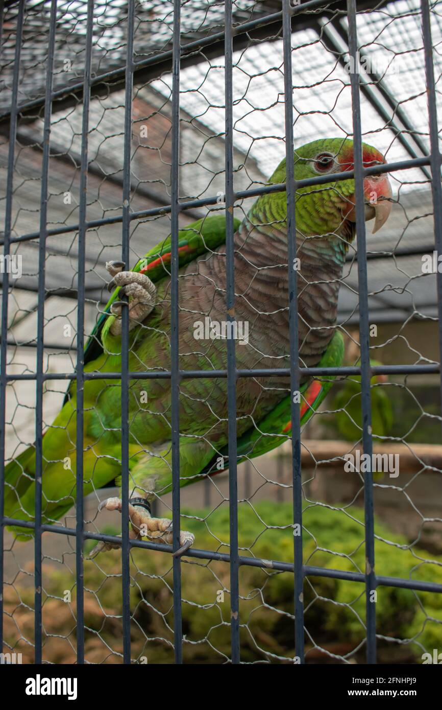 Grüner Papagei in einem Vogelpark in Winterthur in der Schweiz 11.5.2021  Stockfotografie - Alamy