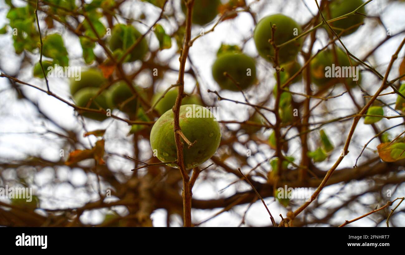 Die in der Wüste reifen Früchte von Aegle marmelos oder Bilva hängen an Ästen. Frische Früchte von Bilva in der Herbstsaison ohne Blätter. Stockfoto