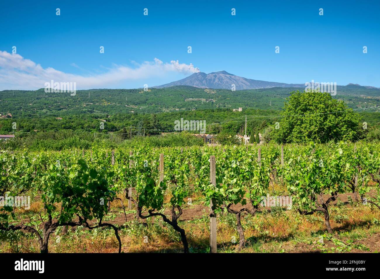 Sizilianische Weinberge mit Ätna-Vulkanausbruch im Hintergrund in Sizilien, Italien Stockfoto