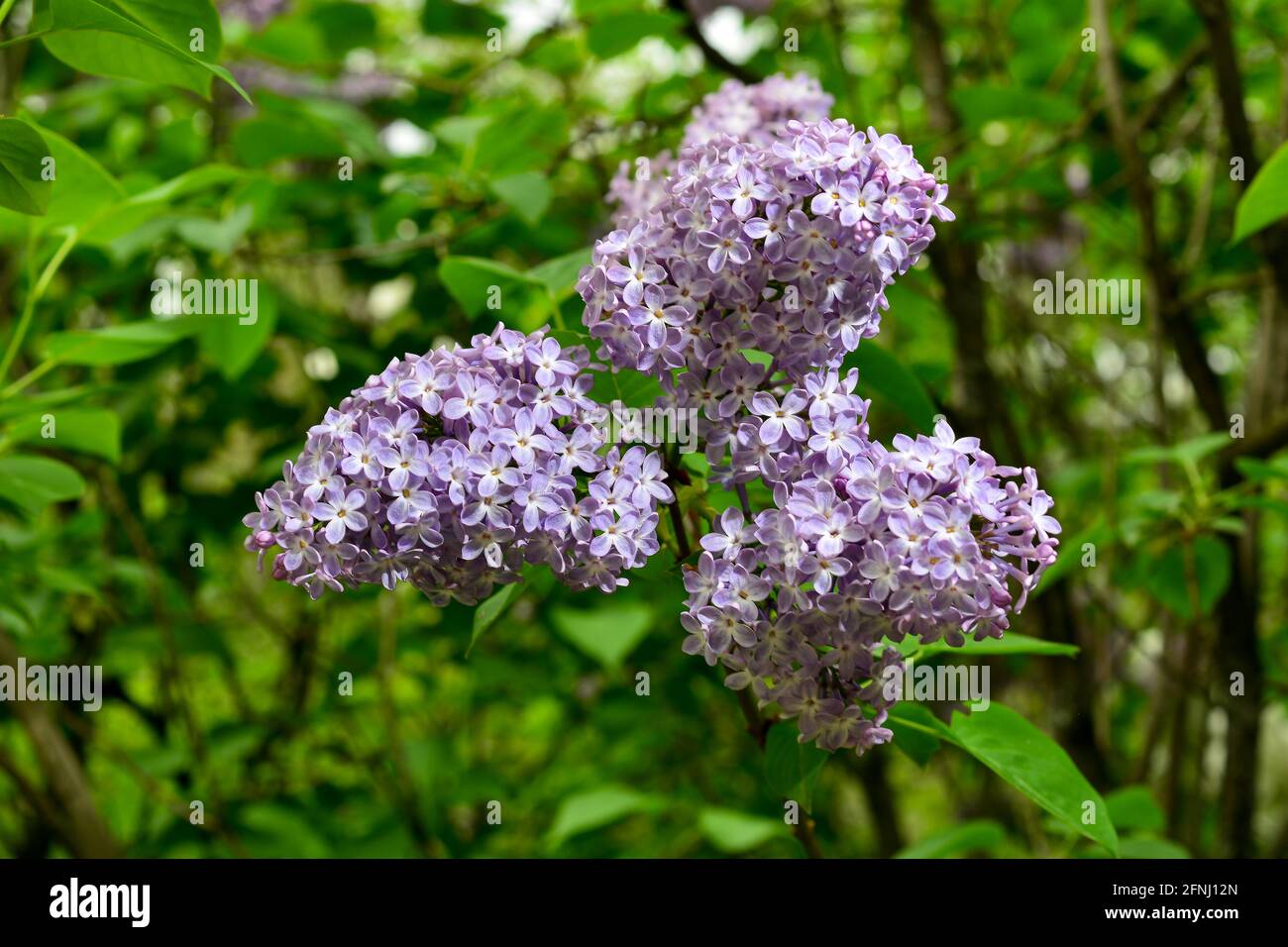 Flieder. Bunte lila Flieder blüht mit grünen Blättern. Blumenmuster. Stockfoto