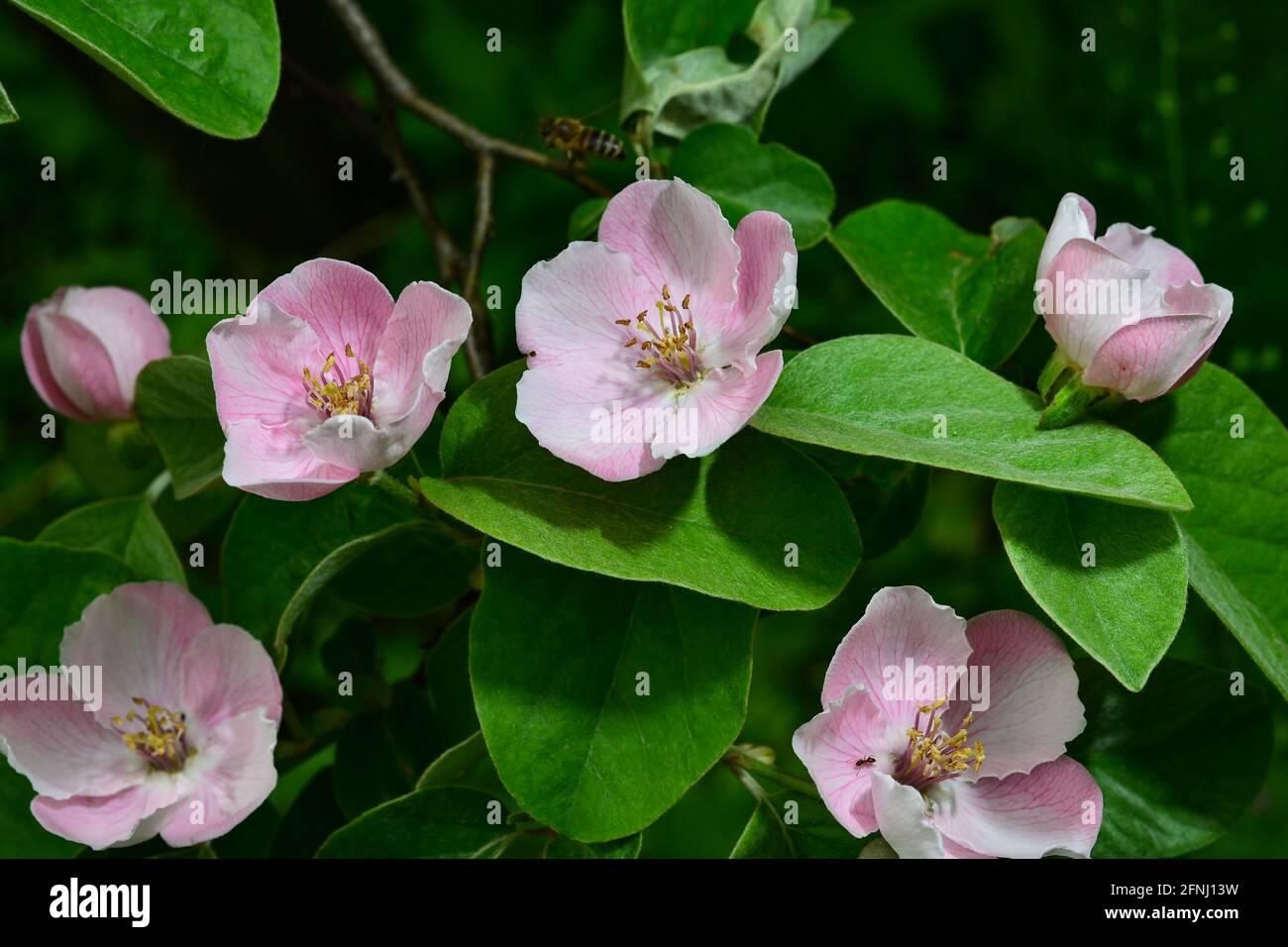 Quitten-Blüten, Cydonia oblonga, sind eine Art von Sträuchern oder kleinen Bäumen der Familie der Rosaceae. Seine Früchte sind Quitten, auch goldene Äpfel oder Cyd genannt Stockfoto