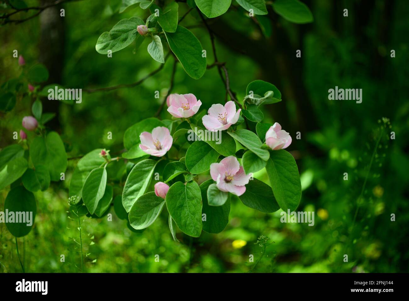 Quitten-Blüten, Cydonia oblonga, sind eine Art von Sträuchern oder kleinen Bäumen der Familie der Rosaceae. Seine Früchte sind Quitten, auch goldene Äpfel oder Cyd genannt Stockfoto