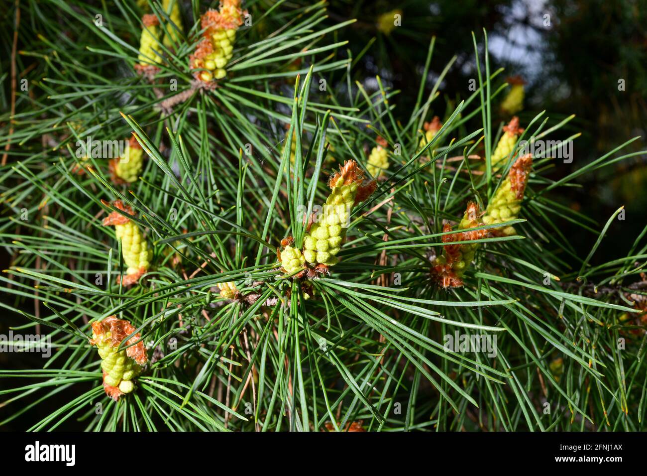 Junge Triebe auf den Ästen einer Kiefer in der Frühjahrssaison. Stockfoto