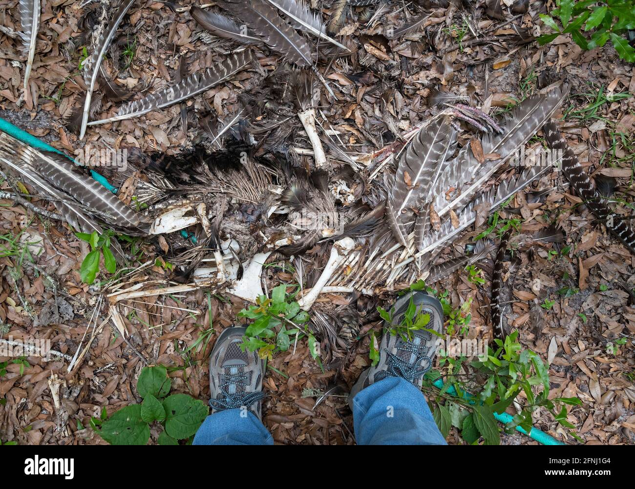 Überreste einer wilden türkei in einem bewaldeten Gebiet von Nord-Florida. Stockfoto