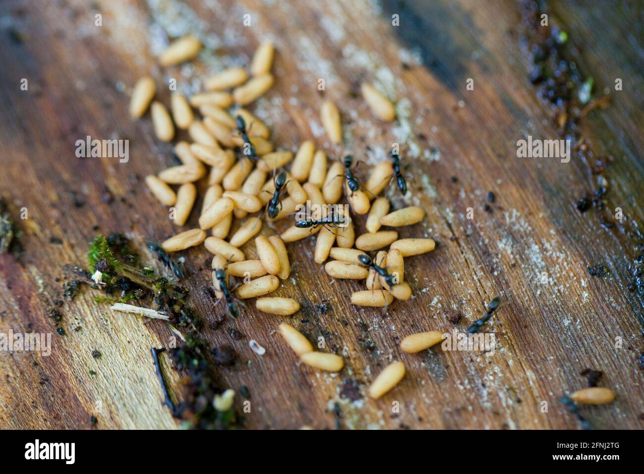 Schwarze Zimmermannslarven (Camponotus pennsylvanicus) - USA Stockfoto