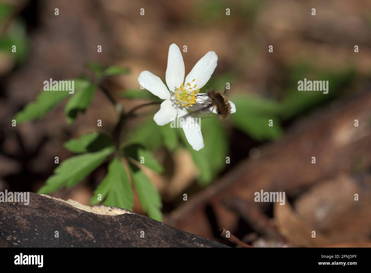 Biene am Pollen einer kleinen weißen Blume auf Waldboden, Bayern, Deutschland Stockfoto