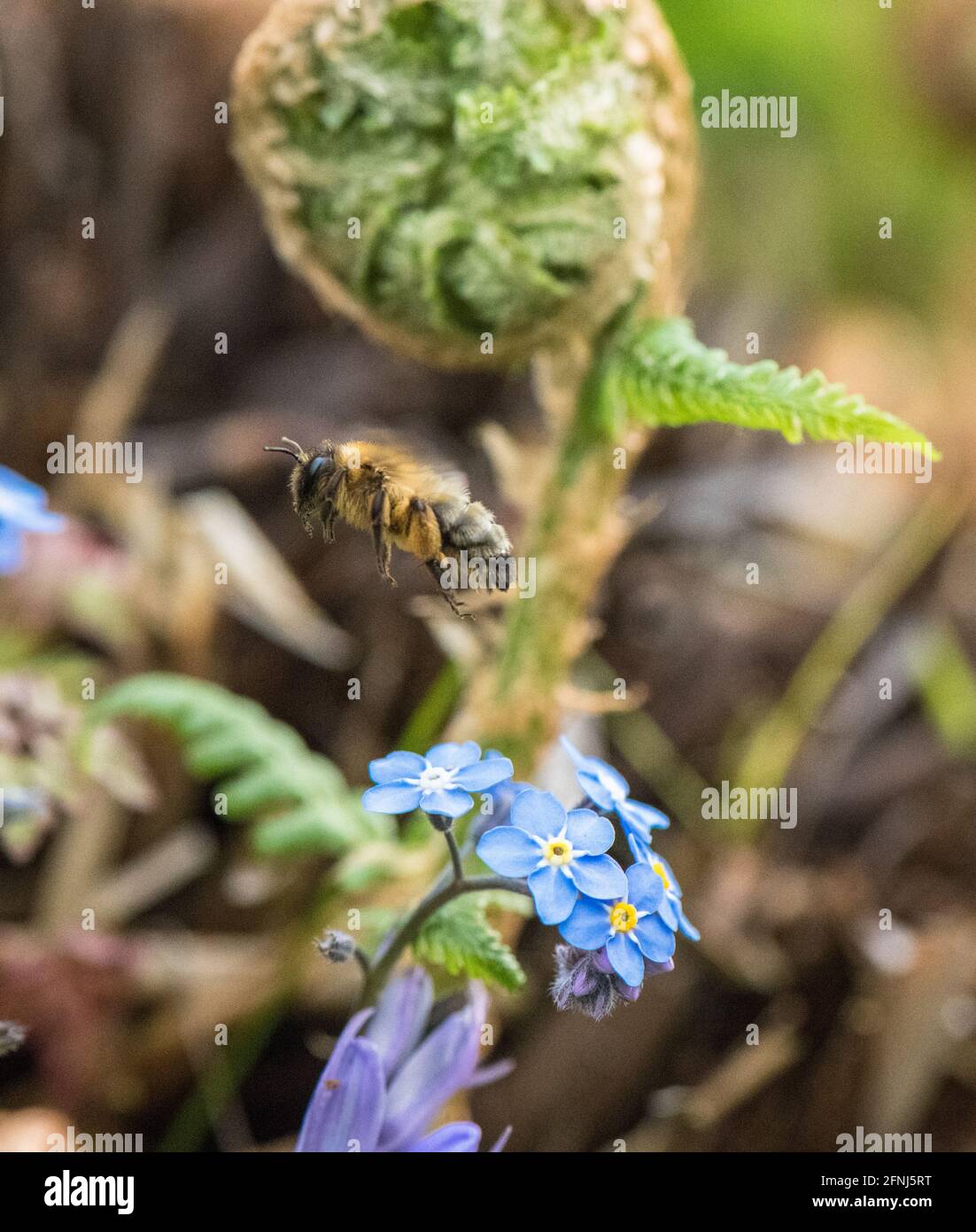 Honigbiene bestäubt die kleine blaue Blume des Vergissmeinnicht (Myosotis scorpioides) Stockfoto