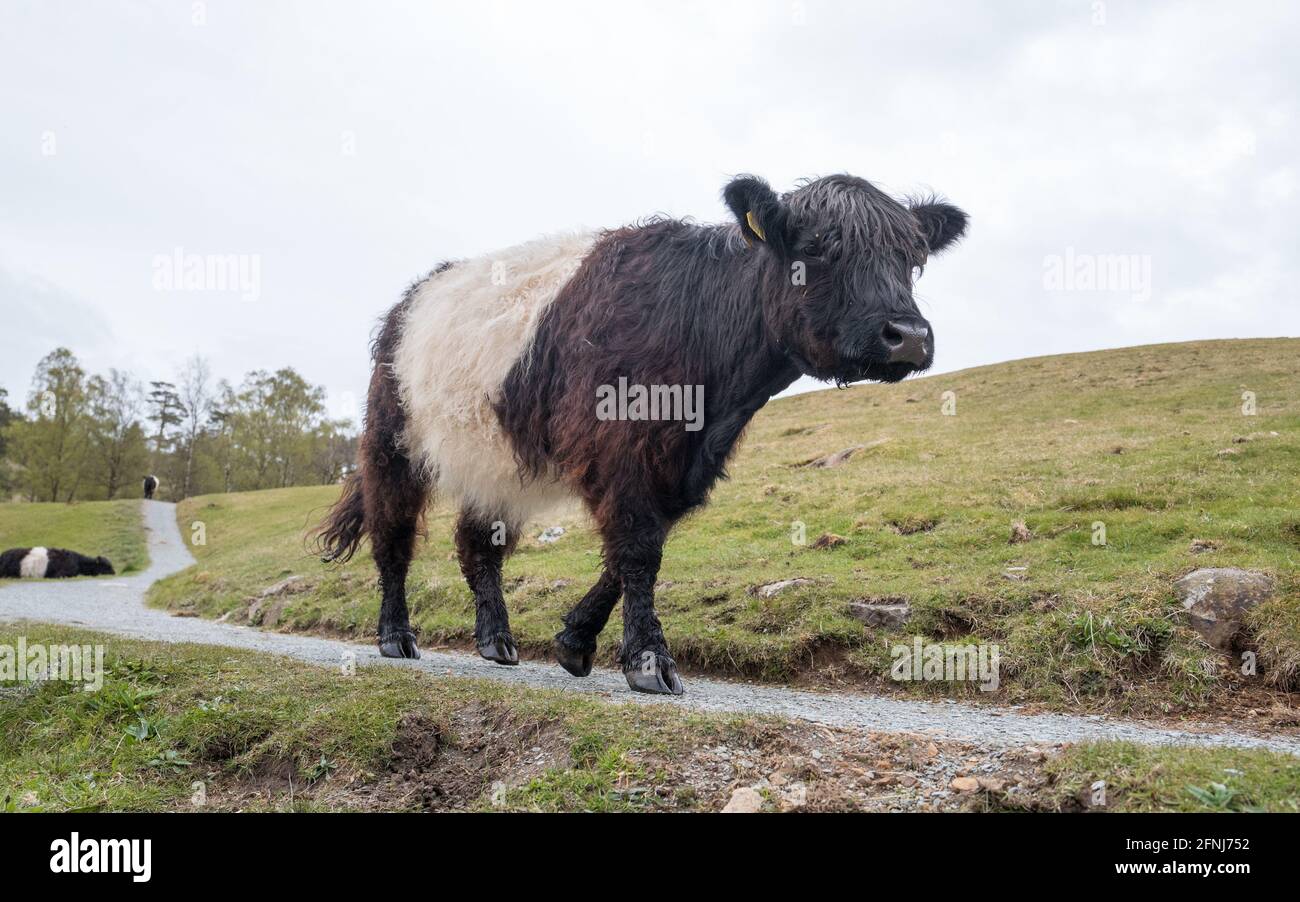 Belted Galloway ist eine traditionelle schottische Rinderrasse. Stockfoto
