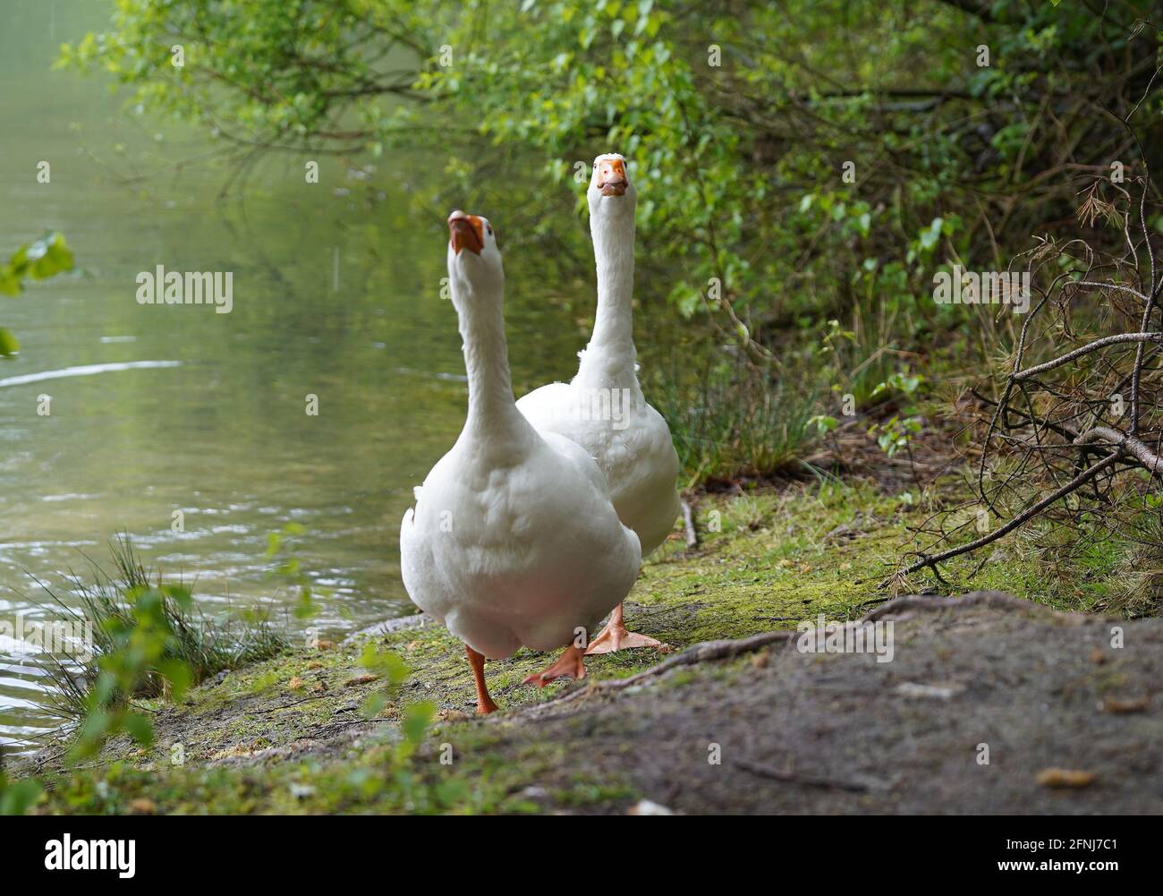 Zwei aufgewüchtert Emden-Gänse, die aus dem Wasser kommen. Dieser Fotograf sollte gehen! Stockfoto