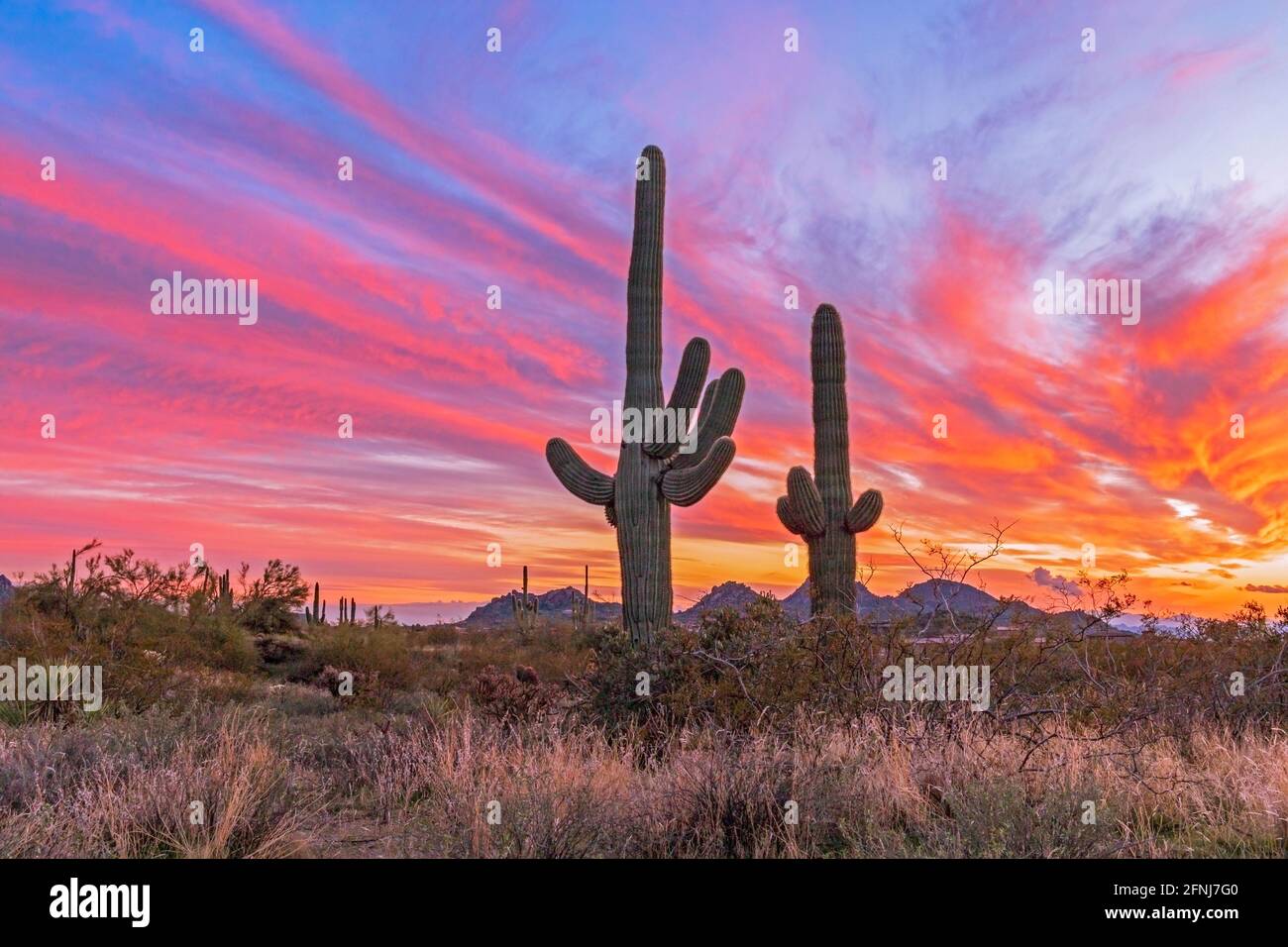 Super Vibrierende Arizona Landschaft Sonnenuntergang Mit Kaktus In Der Nähe Von Phoenix & Scottsdale,. WEIHNACHTSTAG, 2019 Stockfoto