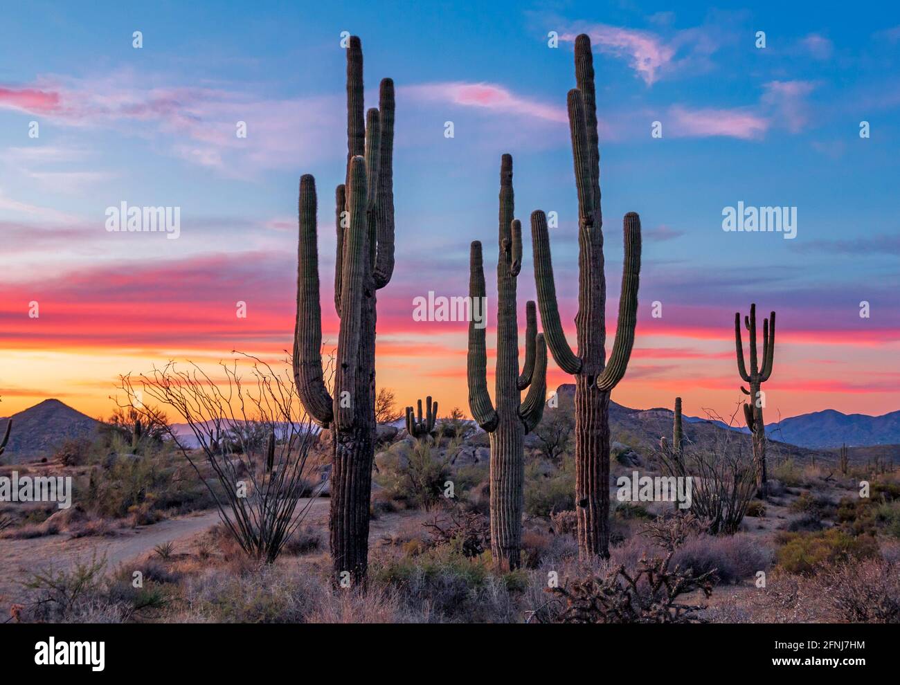Landschaftsbild des Saguaro Kaktus bei Sonnenuntergang in Arizona in der Nähe von Phoenix. Stockfoto
