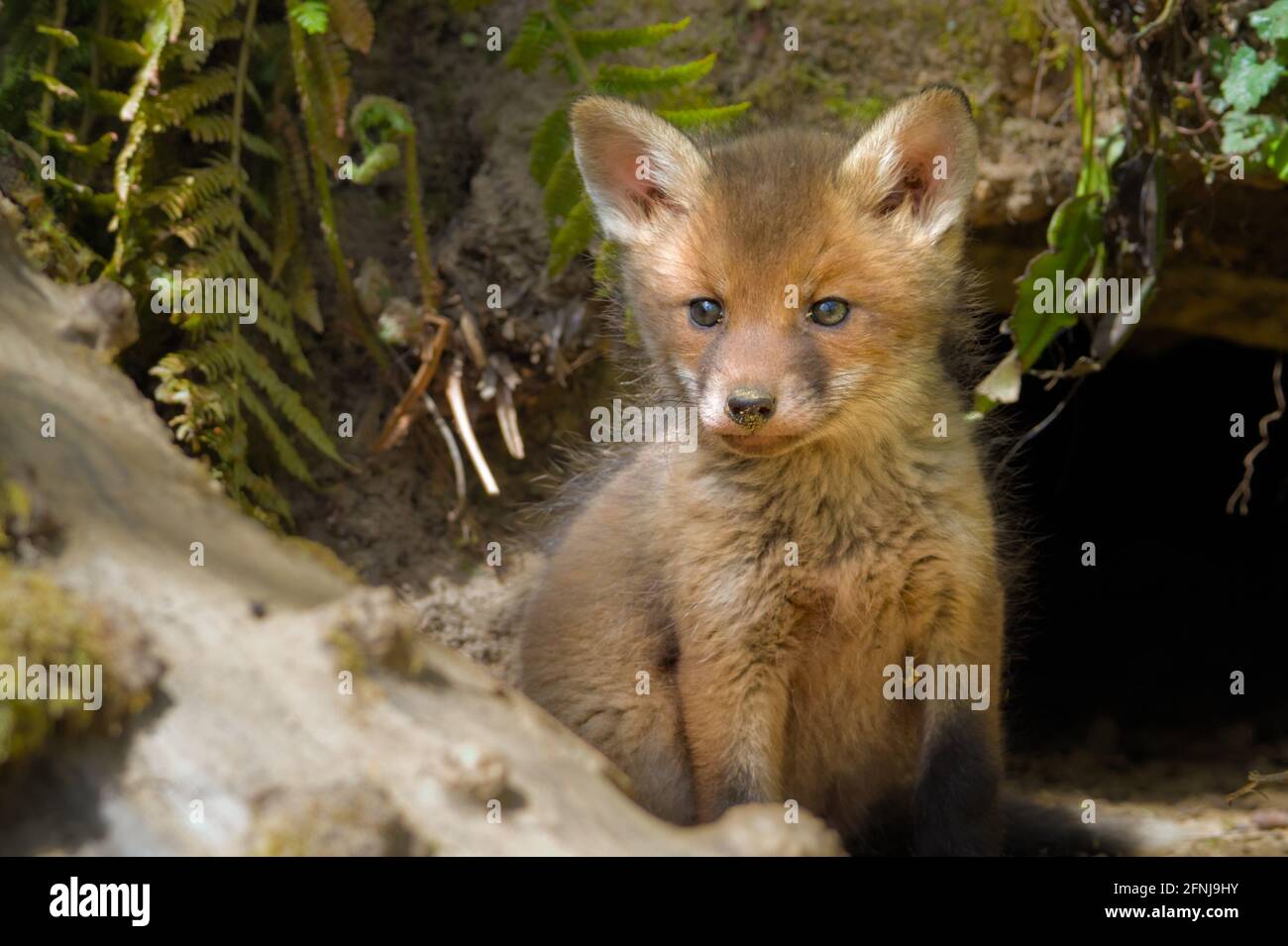 Red Fox Cub, Kit sitzt am Eingang zu ITS Den, Nest UK Stockfoto