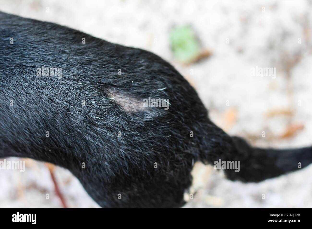 Die Haut eines Hundes mit einem kahlen Fleck, weil der Hund durch Flöhe kratzt oder an einer Krankheit leiden kann. Stockfoto