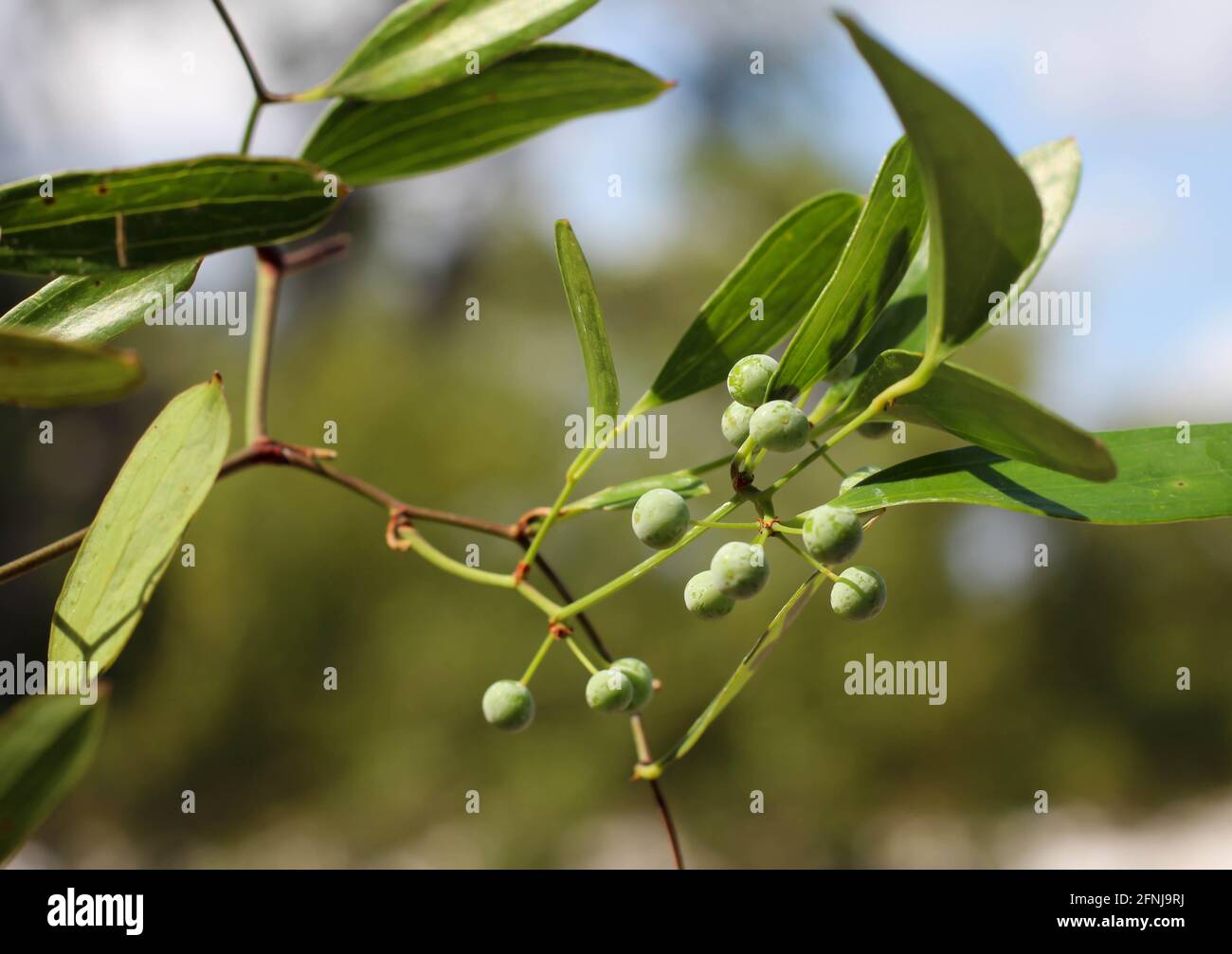 Laurel greenbrier mit Beeren ein Gewürz aus Stachelig-Efeu. Diese Pflanze ist auch als Bambusrebe oder Blaspheme-Rebe bekannt. Botanischer Name ist Smilax laurifolia Stockfoto