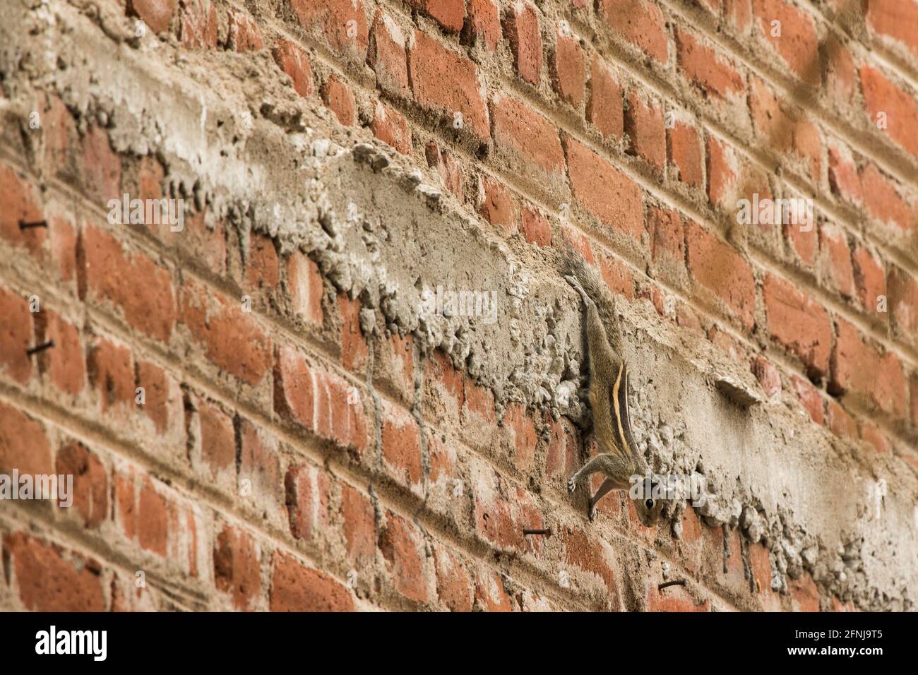 Ein Streifenhörnchen krallt mit seinen Hinterbeinen auf einem Betonstreifen an einer Ziegelwand und streckt sich lange Zeit nach unten. Stockfoto