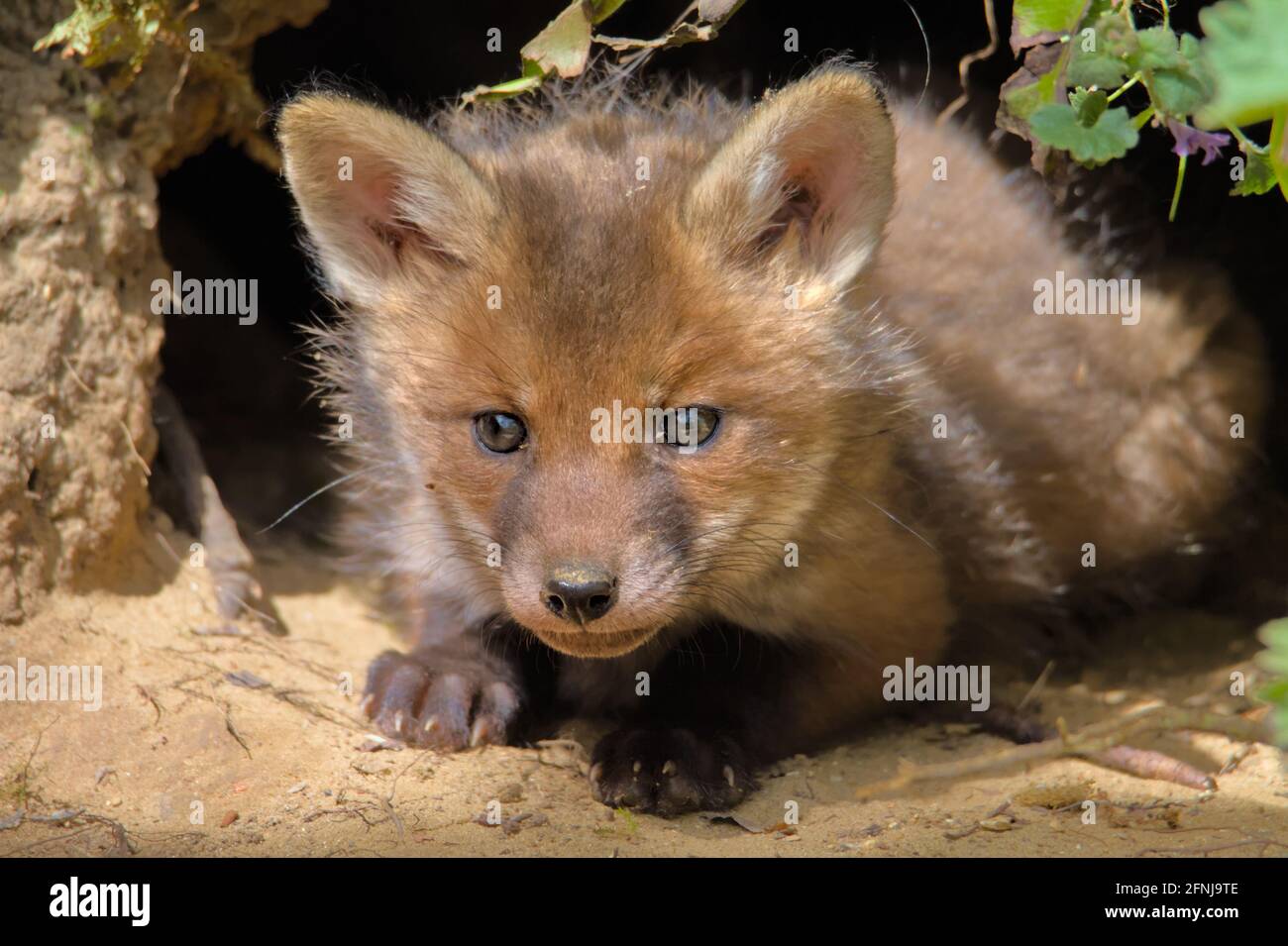 Red Fox Cub, Vulpes vulpes, liegend vor dem Nest Hole UK Stockfoto