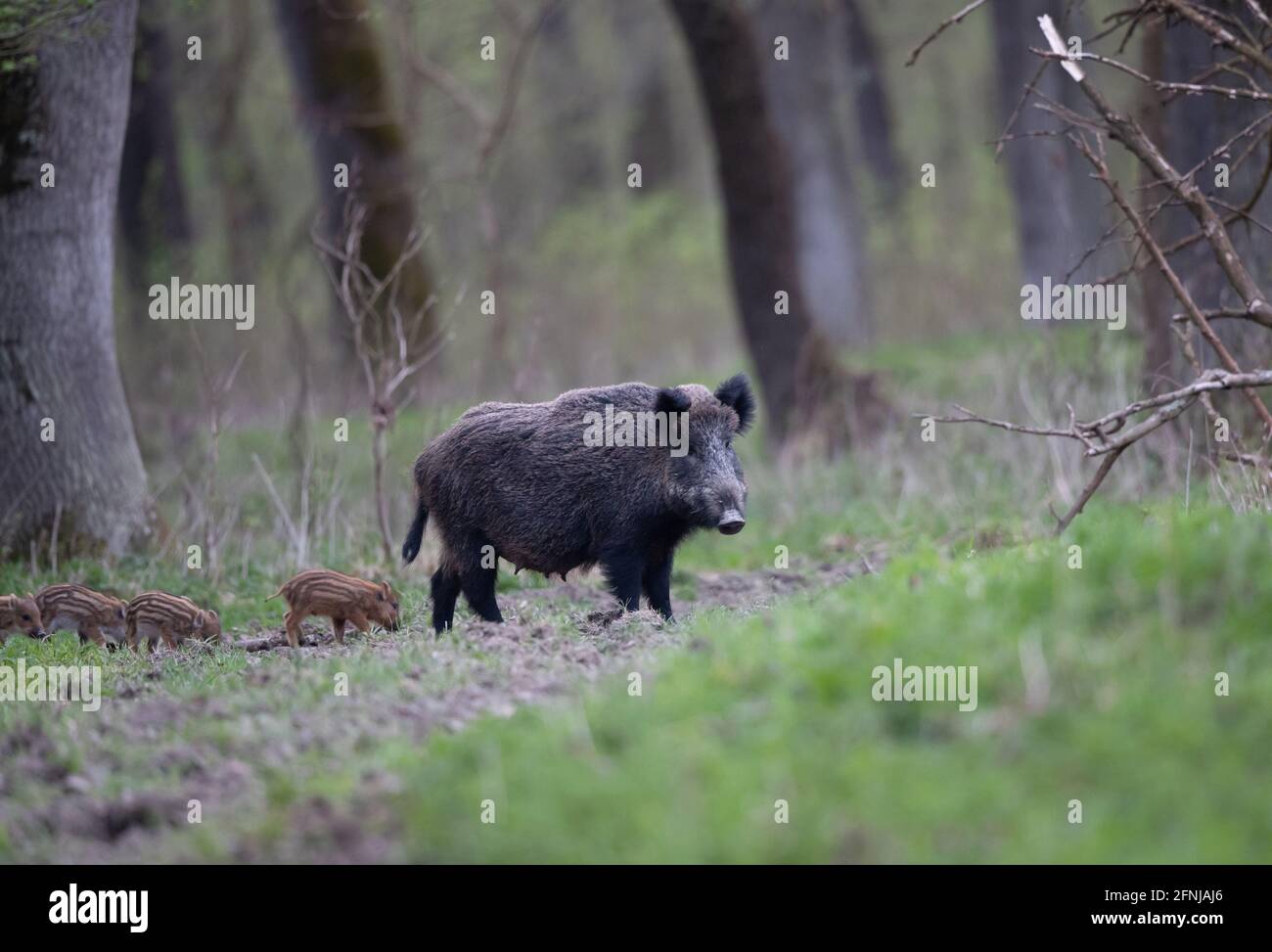 Wildschwein (sus scrofa ferus) mit Ferkeln, die im Wald wandern. Wildtiere in natürlichem Lebensraum Stockfoto