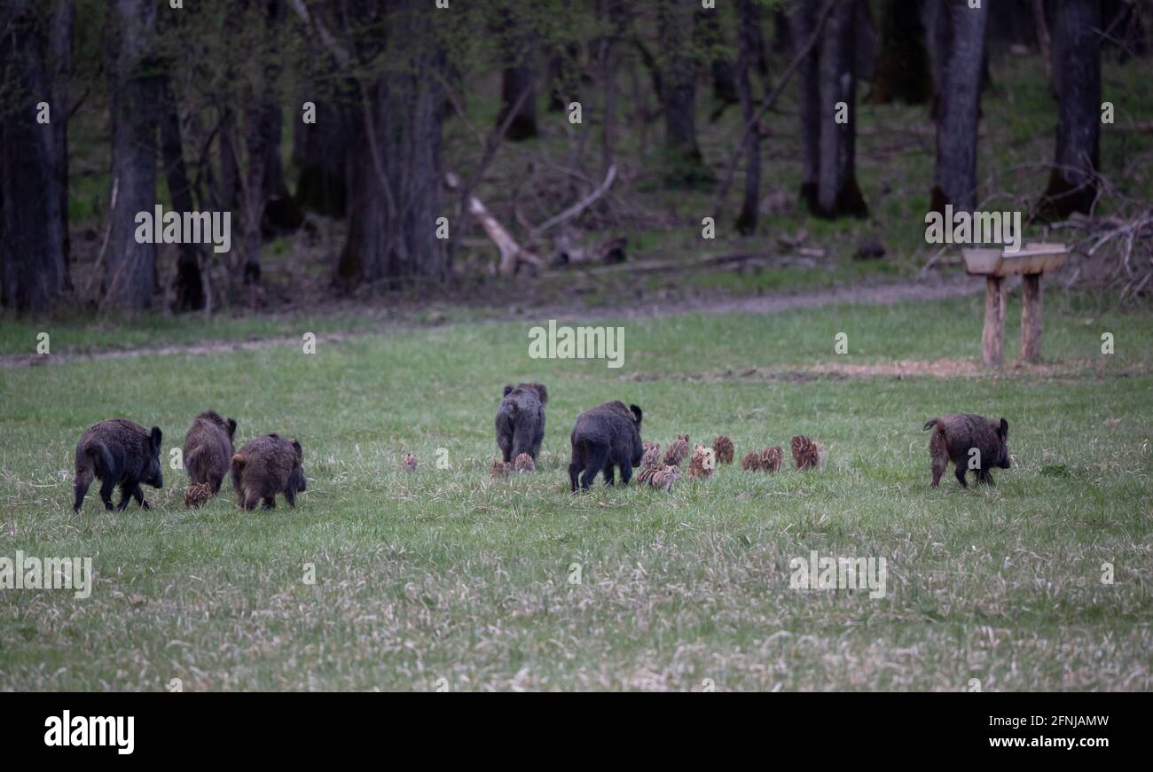 Gruppe von Wildschweinen (sus scrofa ferus) Mit Ferkeln, die vor dem Wald auf der Wiese laufen Stockfoto