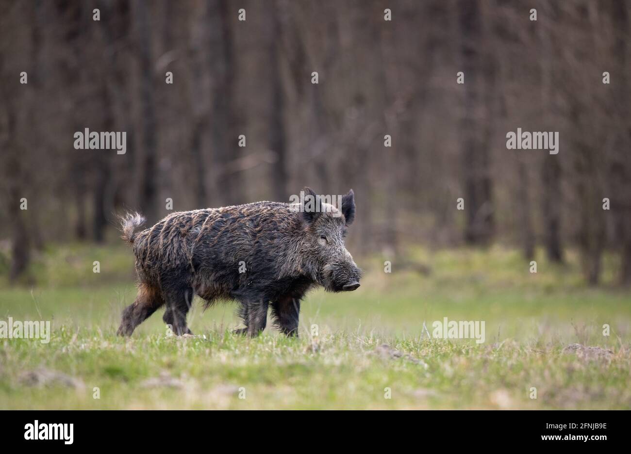 Wildschwein (sus scrofa ferus) beim Wandern im Wald. Wildtiere in natürlichem Lebensraum Stockfoto