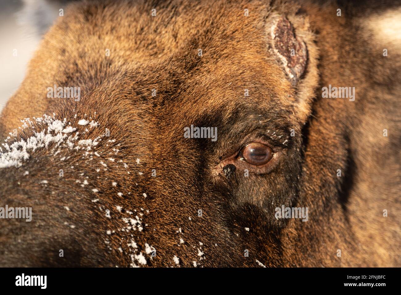 Nahaufnahme eines männlichen Bullenelchs, der den ganzen Rahmen füllt. Wunderschöne natürliche Tierwelt im Norden Kanadas. Stockfoto